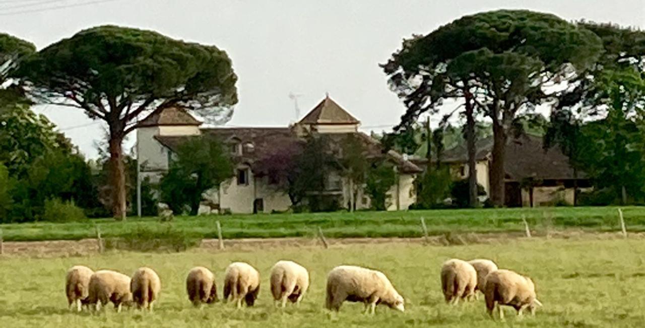 Domaine De Menerque - Petit Chateau Avec Piscine Lisle-sur-Tarn Kültér fotó